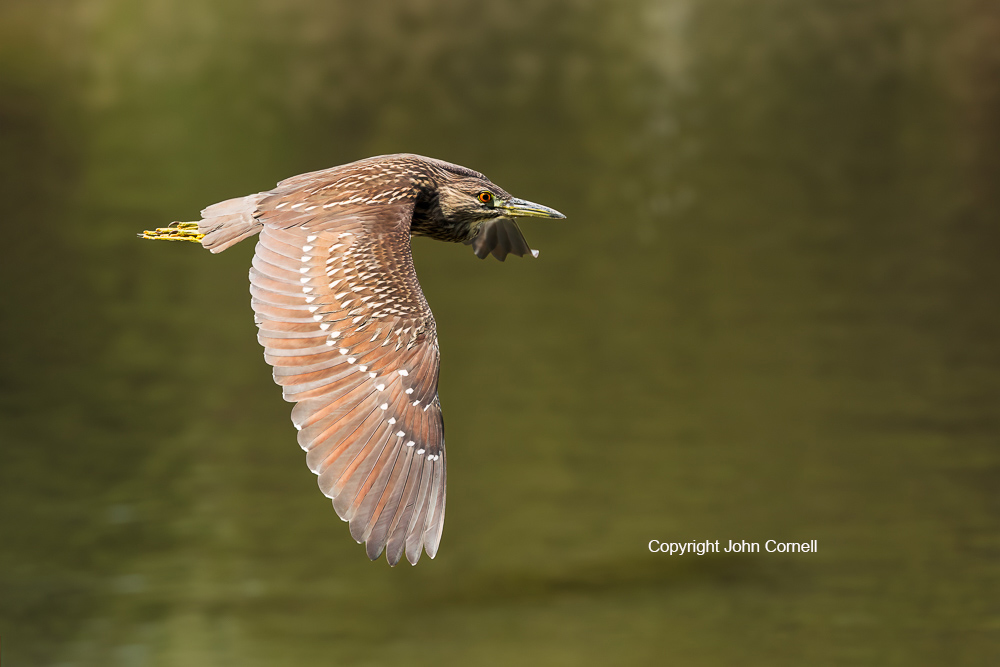 Black-crowned Night Heron;Flying Bird;Heron;Nycticorax nycticorax;Photography;action;active;aloft;behavior;birds;color image;flight;fly;flying;in flight;juvenile;motion;movement;one animal;soar;soaring;wing;winged;wings